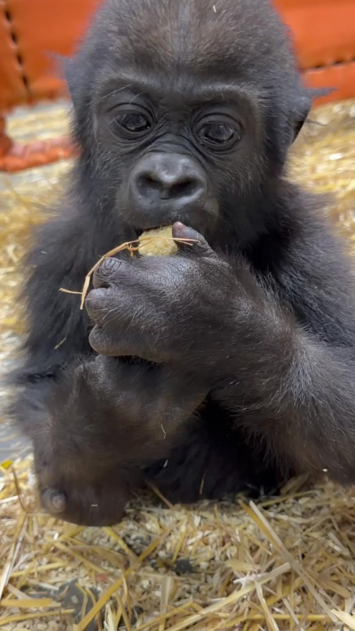 @Cincinnati Zoo