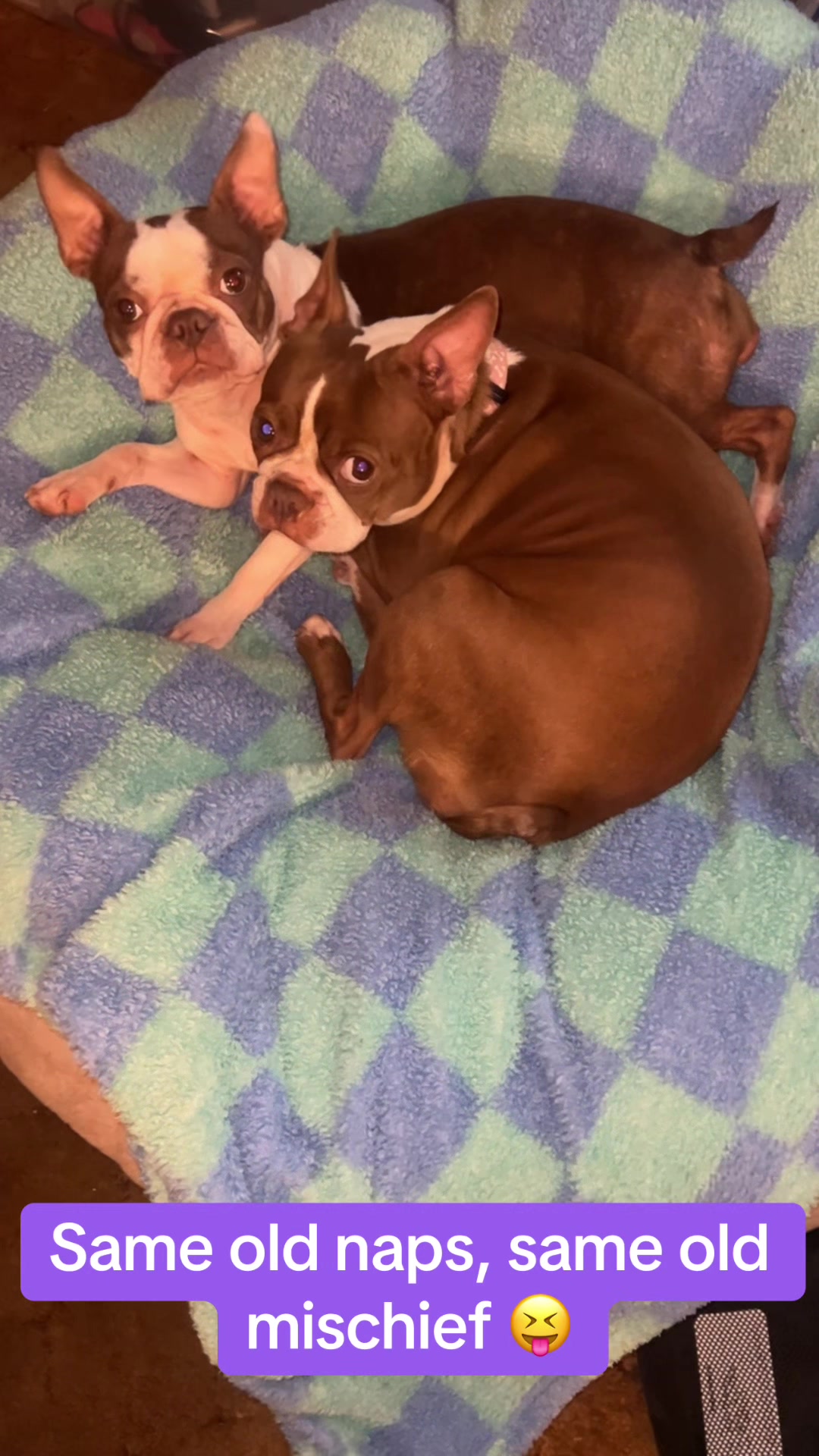 @SE Boston Terriers