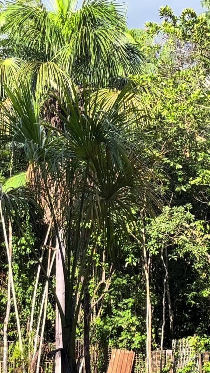 @Amazonas_Historia