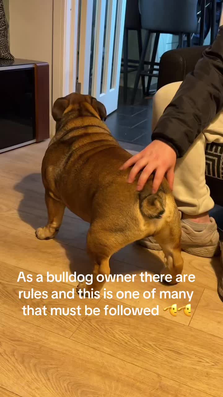 @Cooper the bulldog