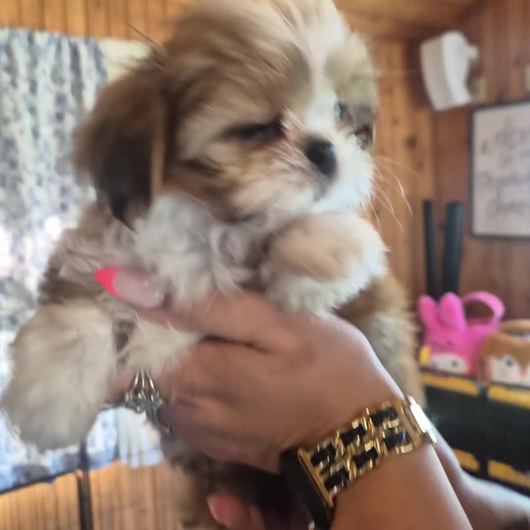 @Barb's Precious Pups
