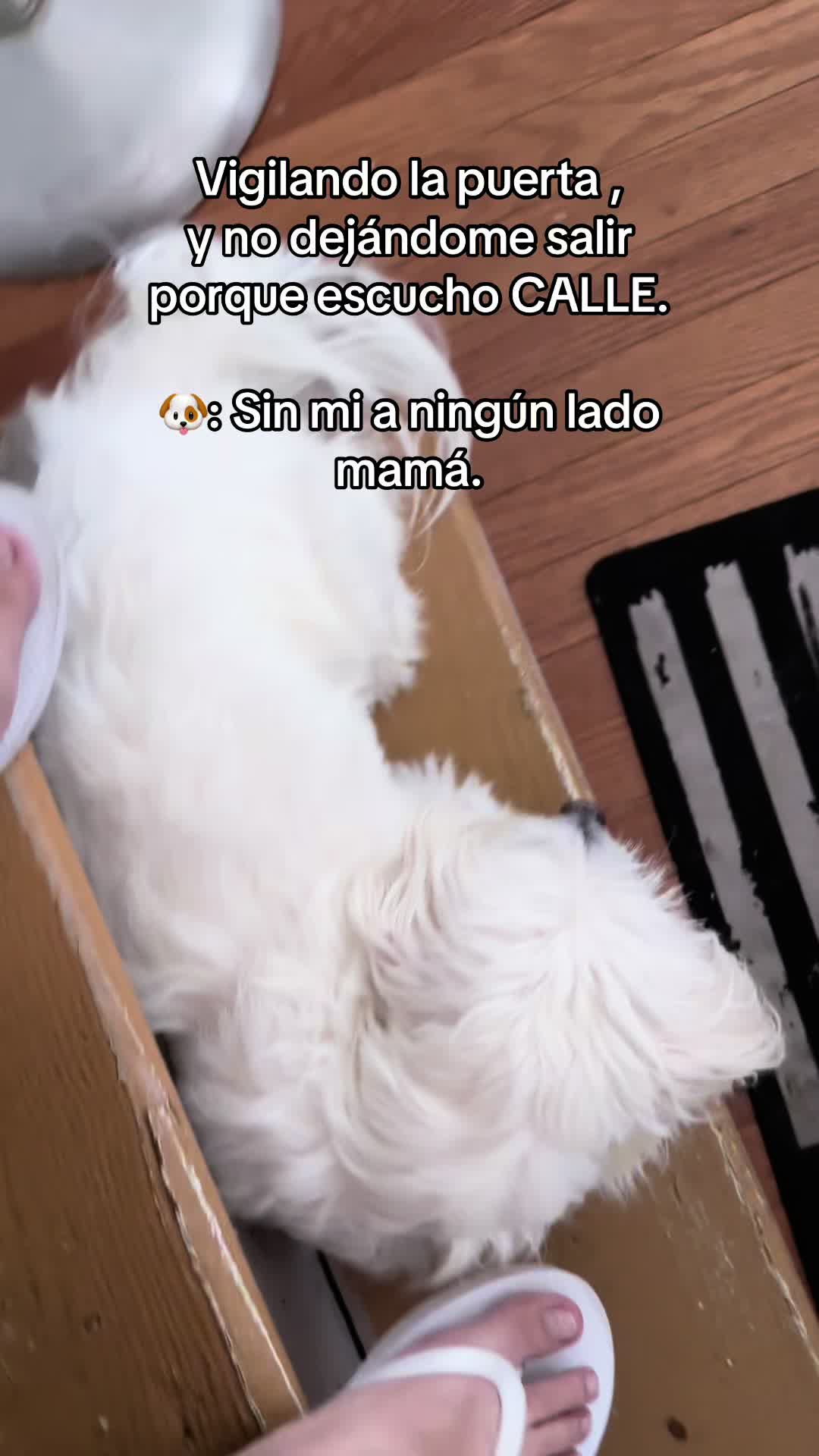 @💜Leo mi hijo de 4🐾🥰💜