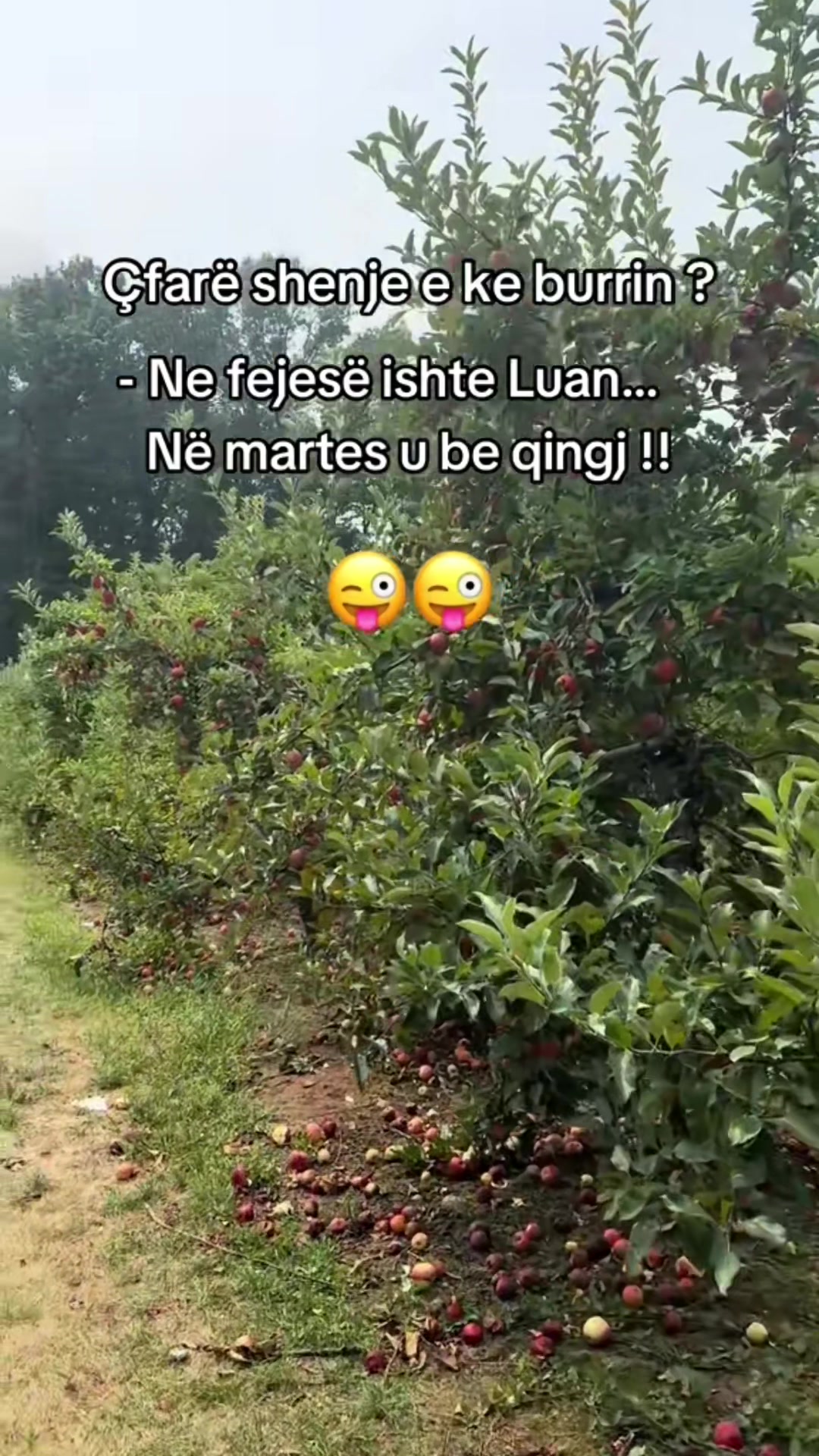 @ZemraMëKujton🤗❤️