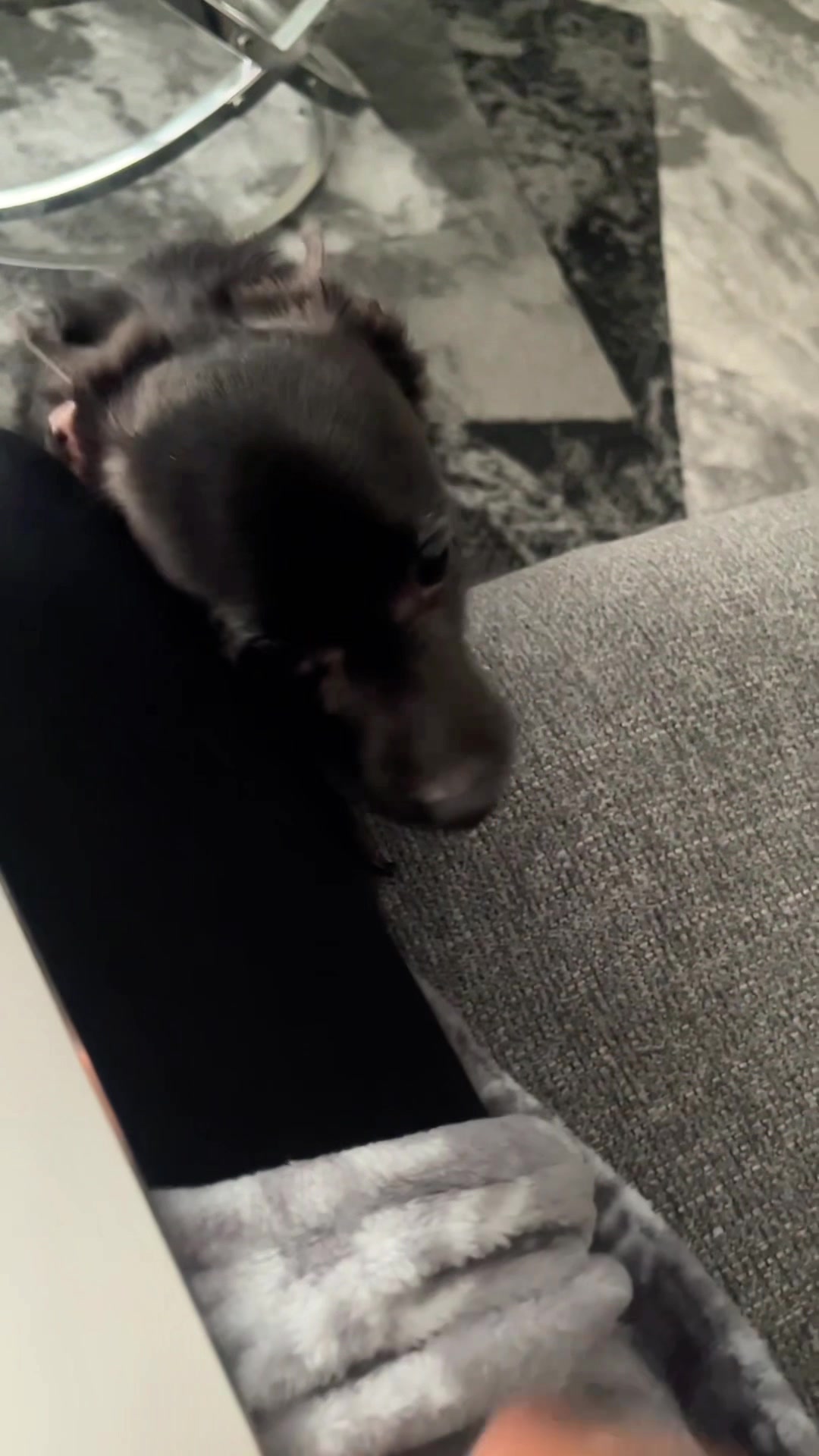 @Blackjack_Chihuahua