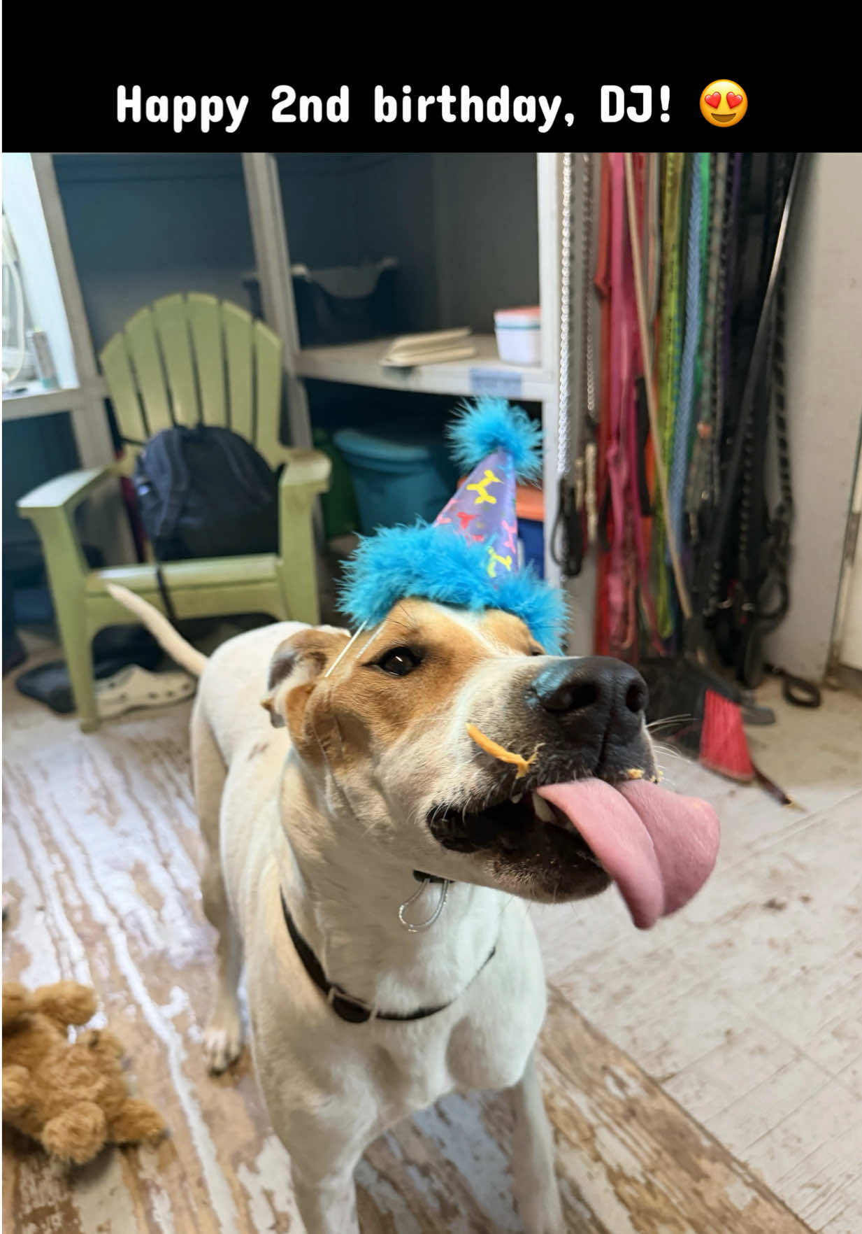@PAWS Shelter