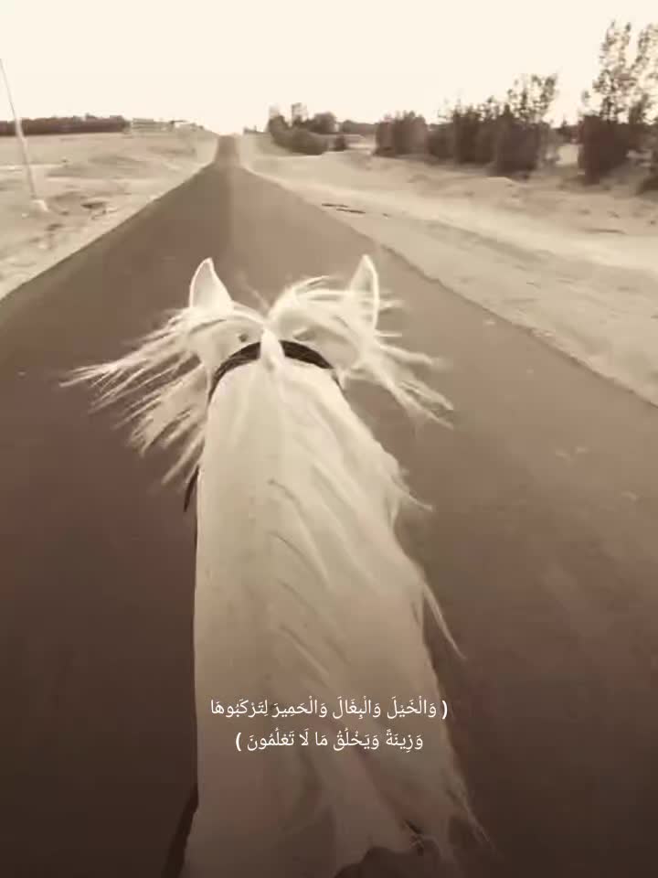 @داوود Captain l