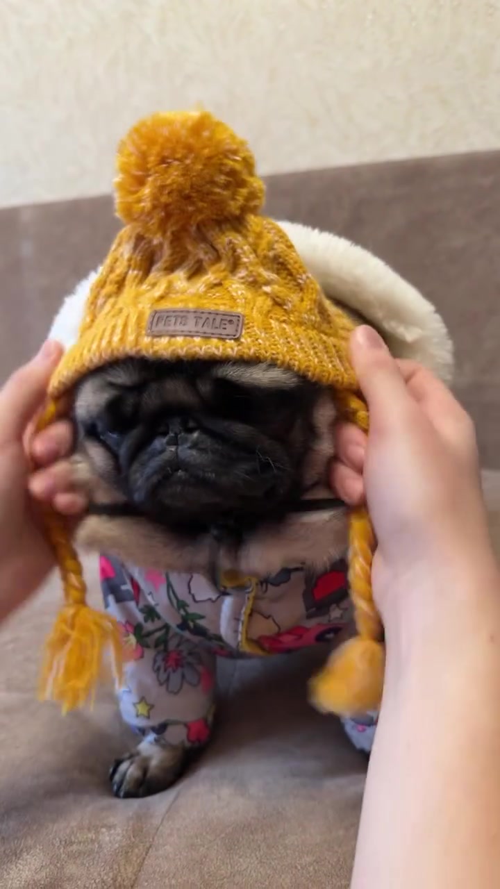 @Pug Puppies world 🐶❤️