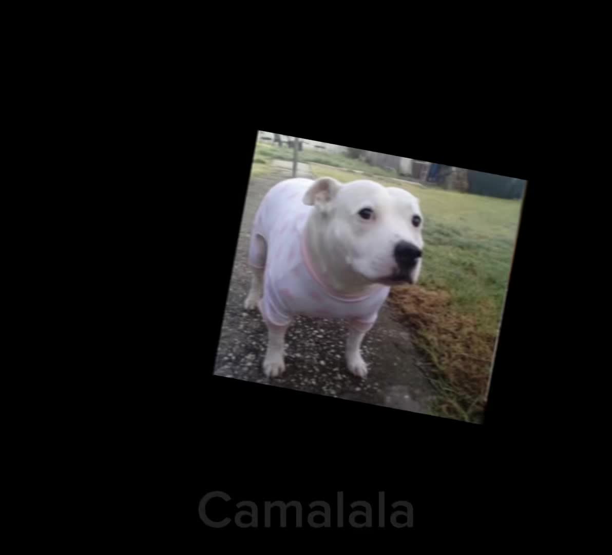 @camalalah