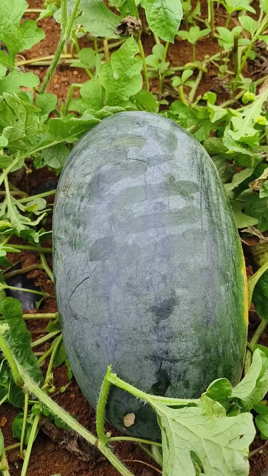 @A May Farm