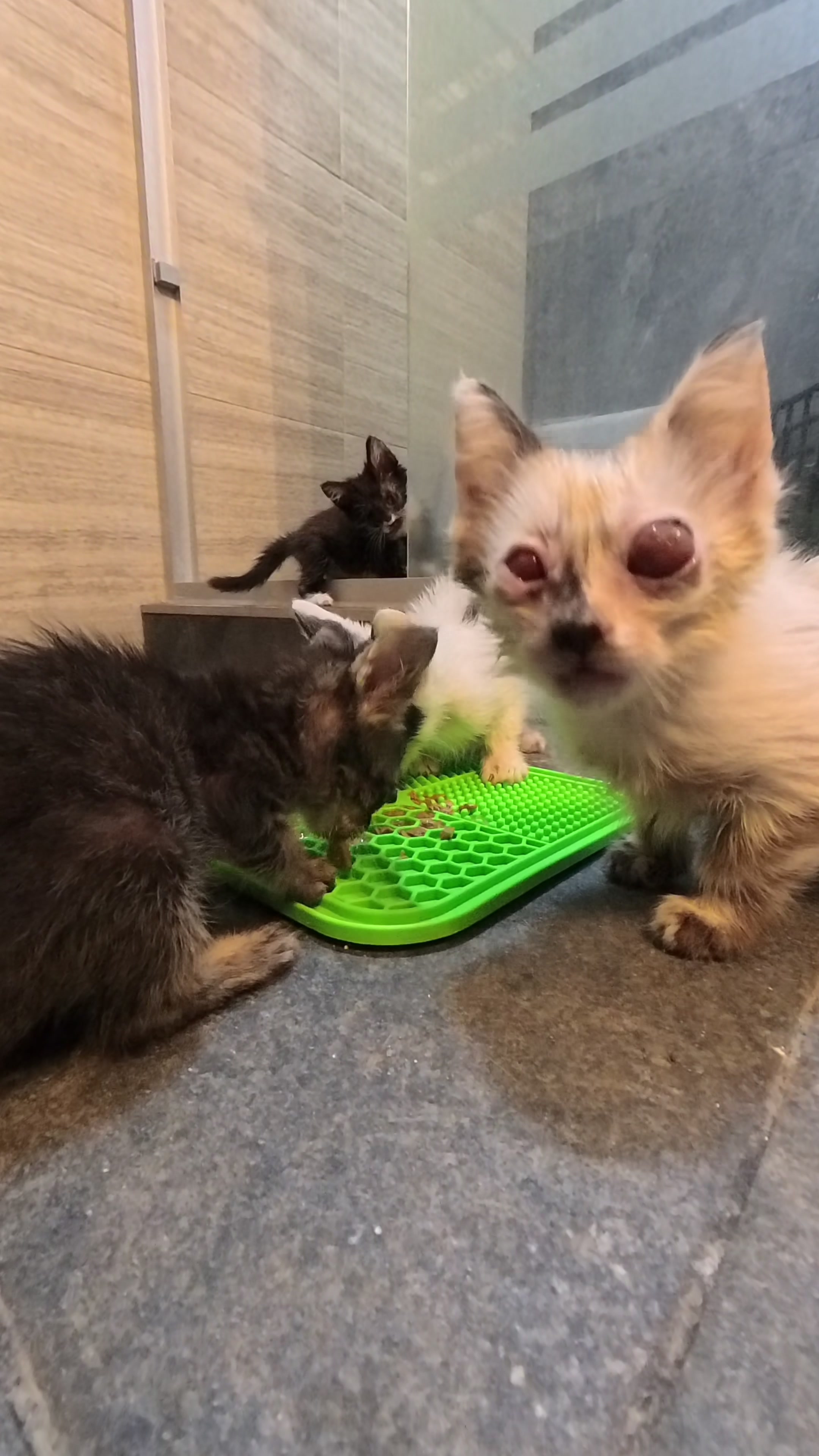 @Cosas de mis gatos 🐱