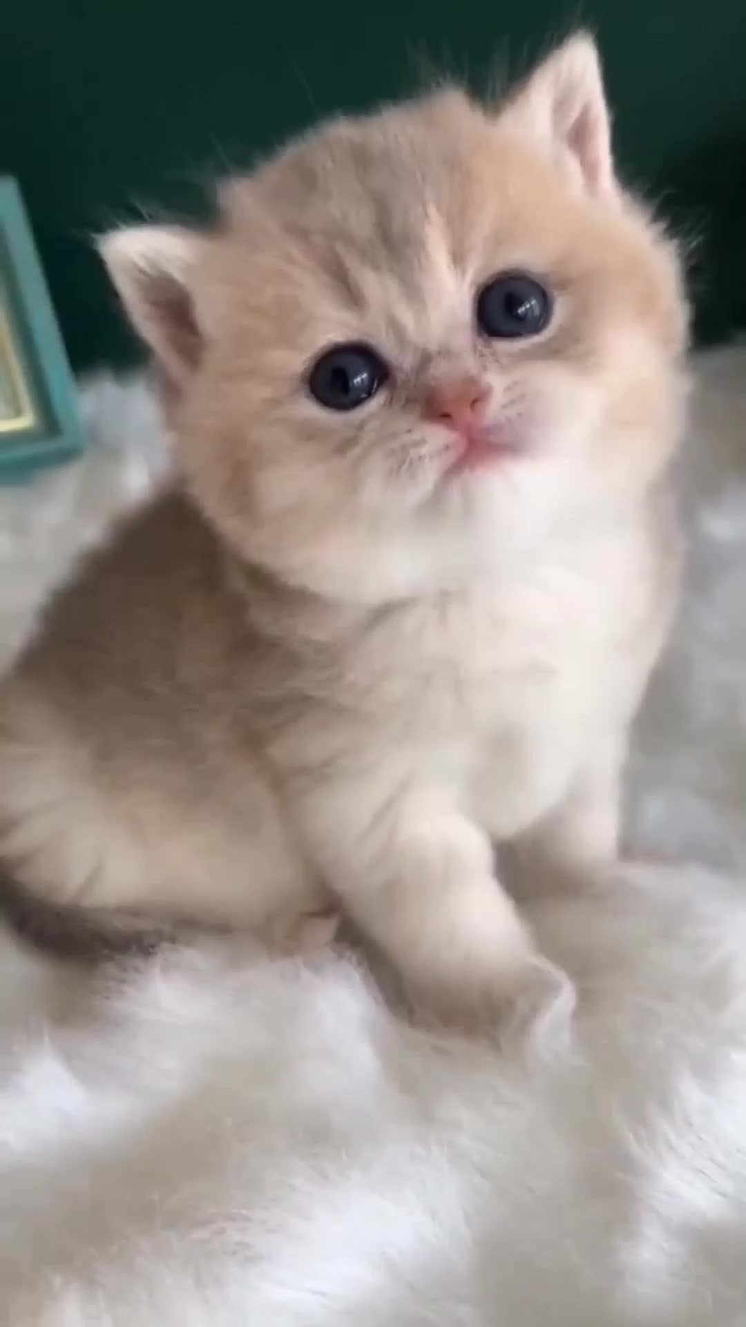 @ThaiFlash
