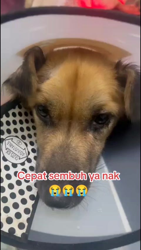@JAMBI DOG LOVER✨