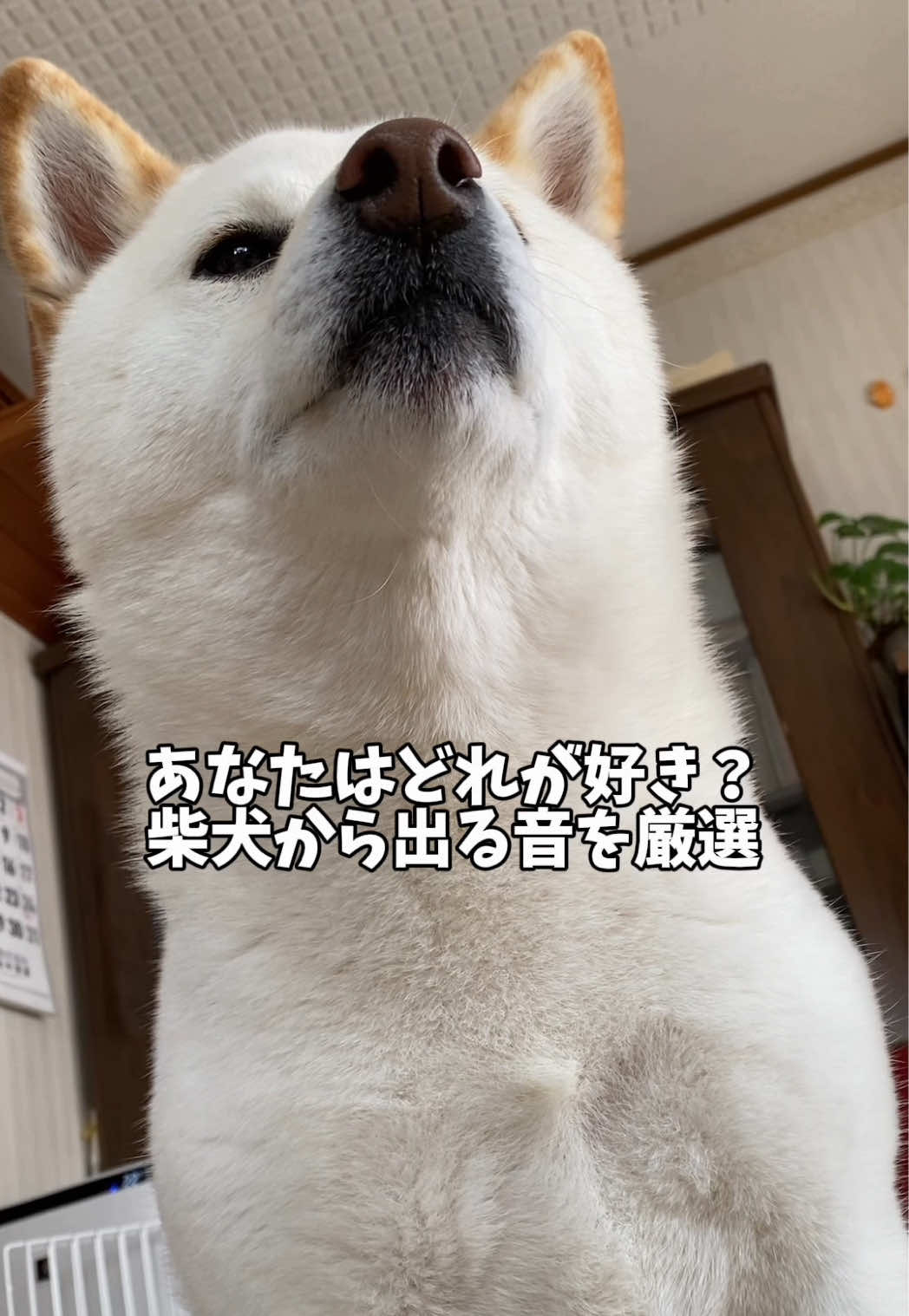 @白柴犬はる🌸