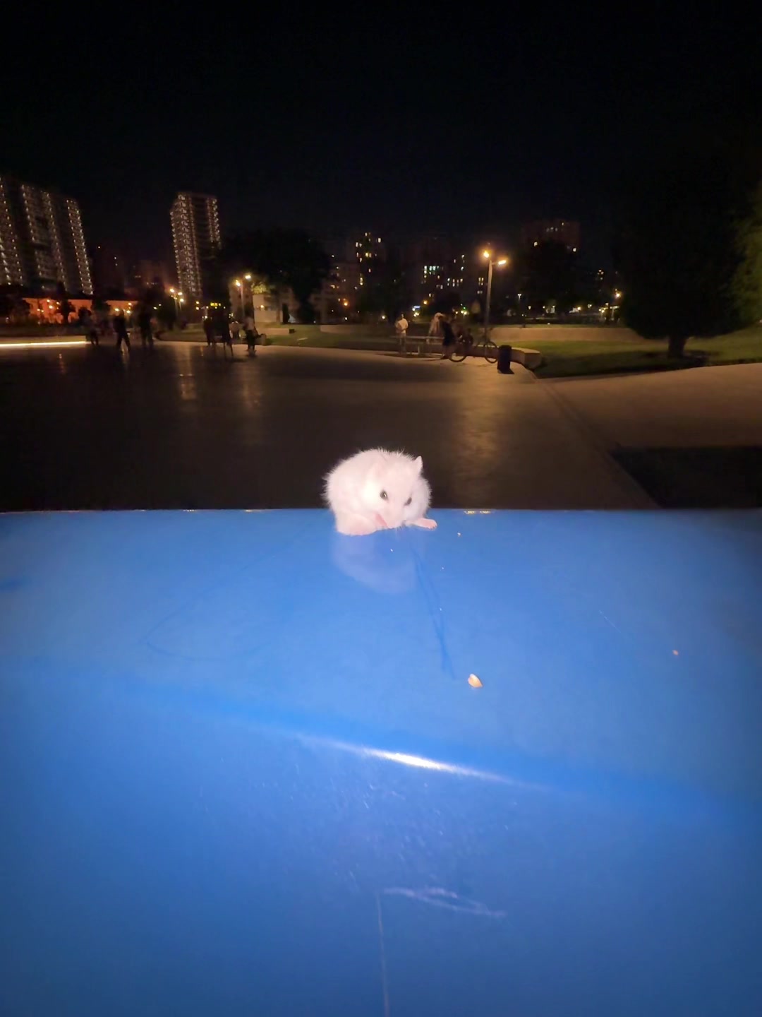@hamster.cuppulu