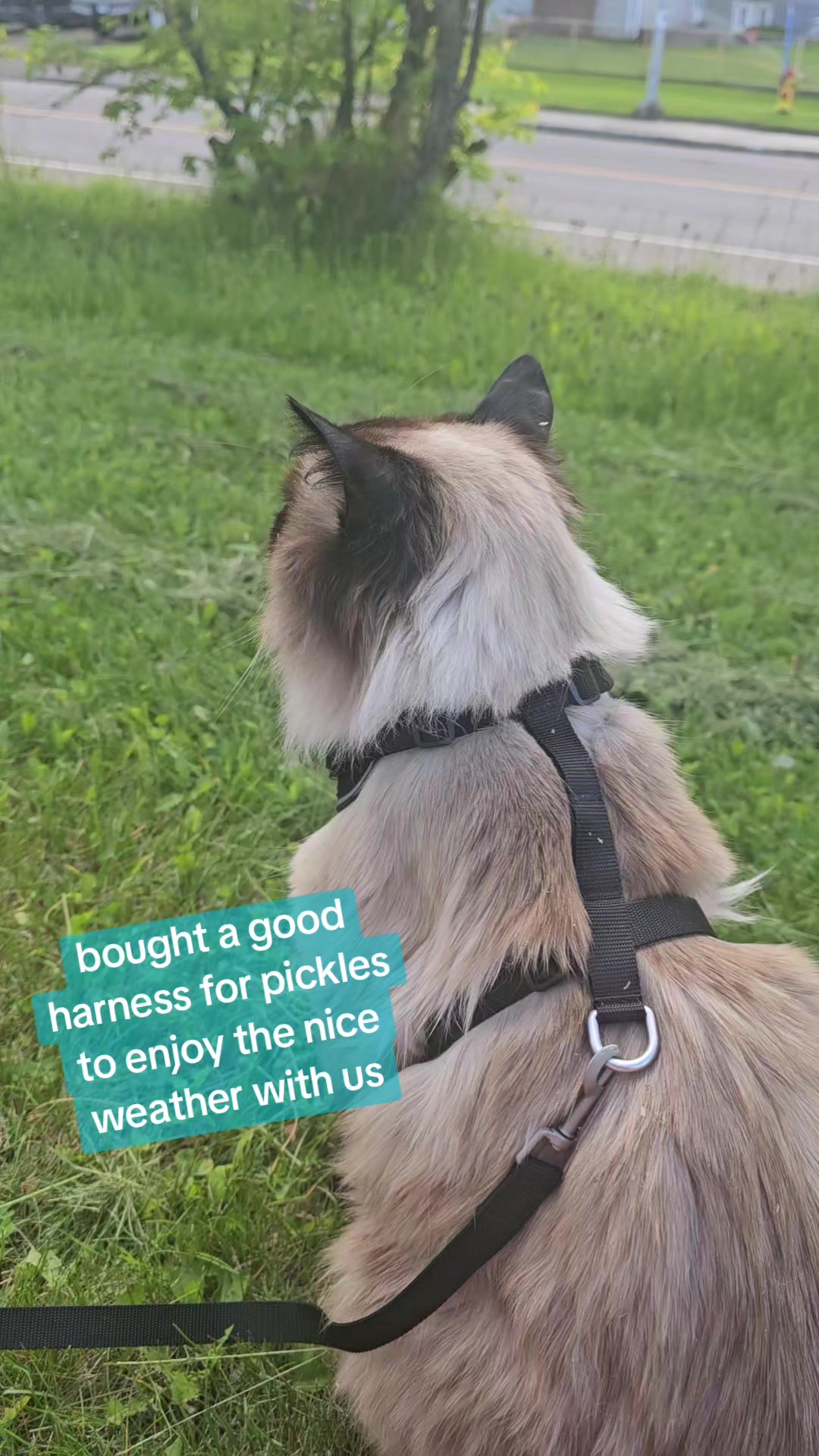 @PicklesTheCat2