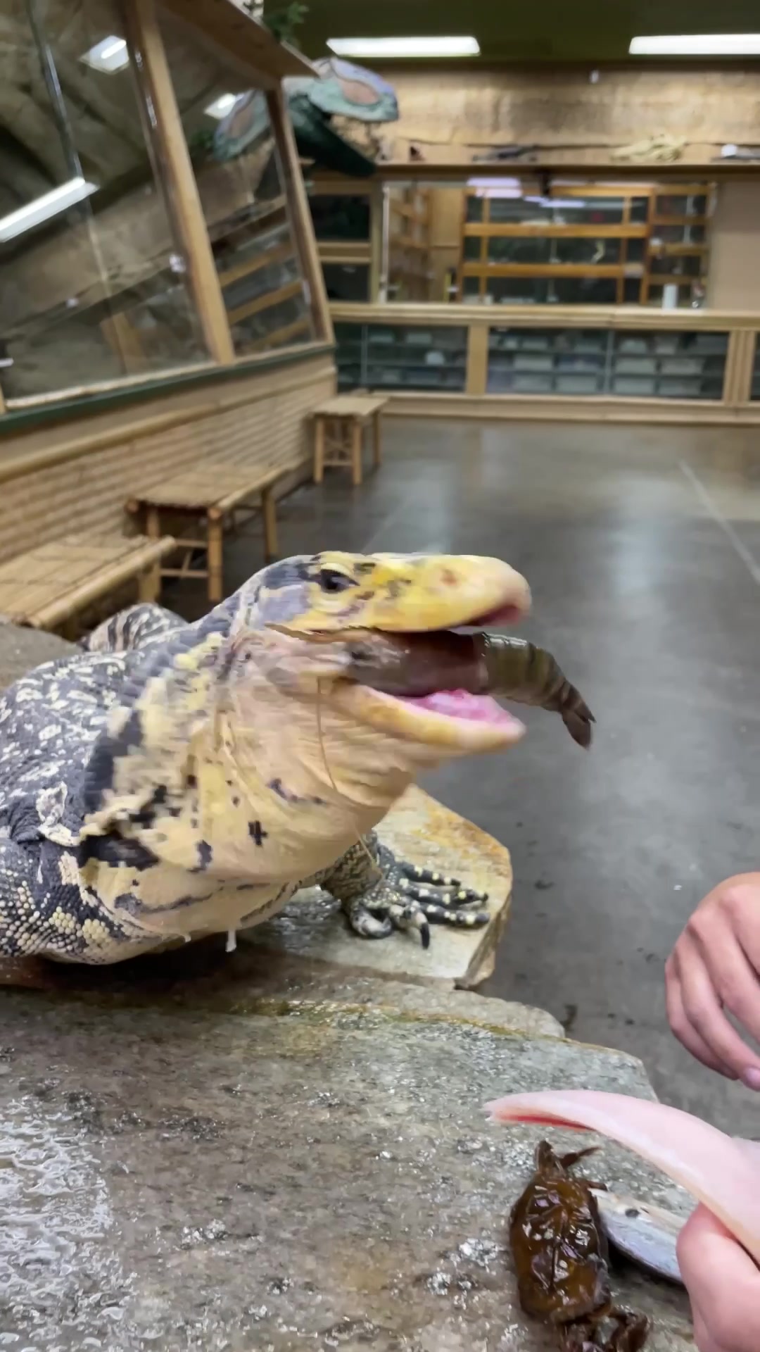 @The Reptile Zoo