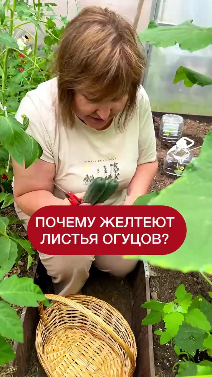 @dom_rustaevy