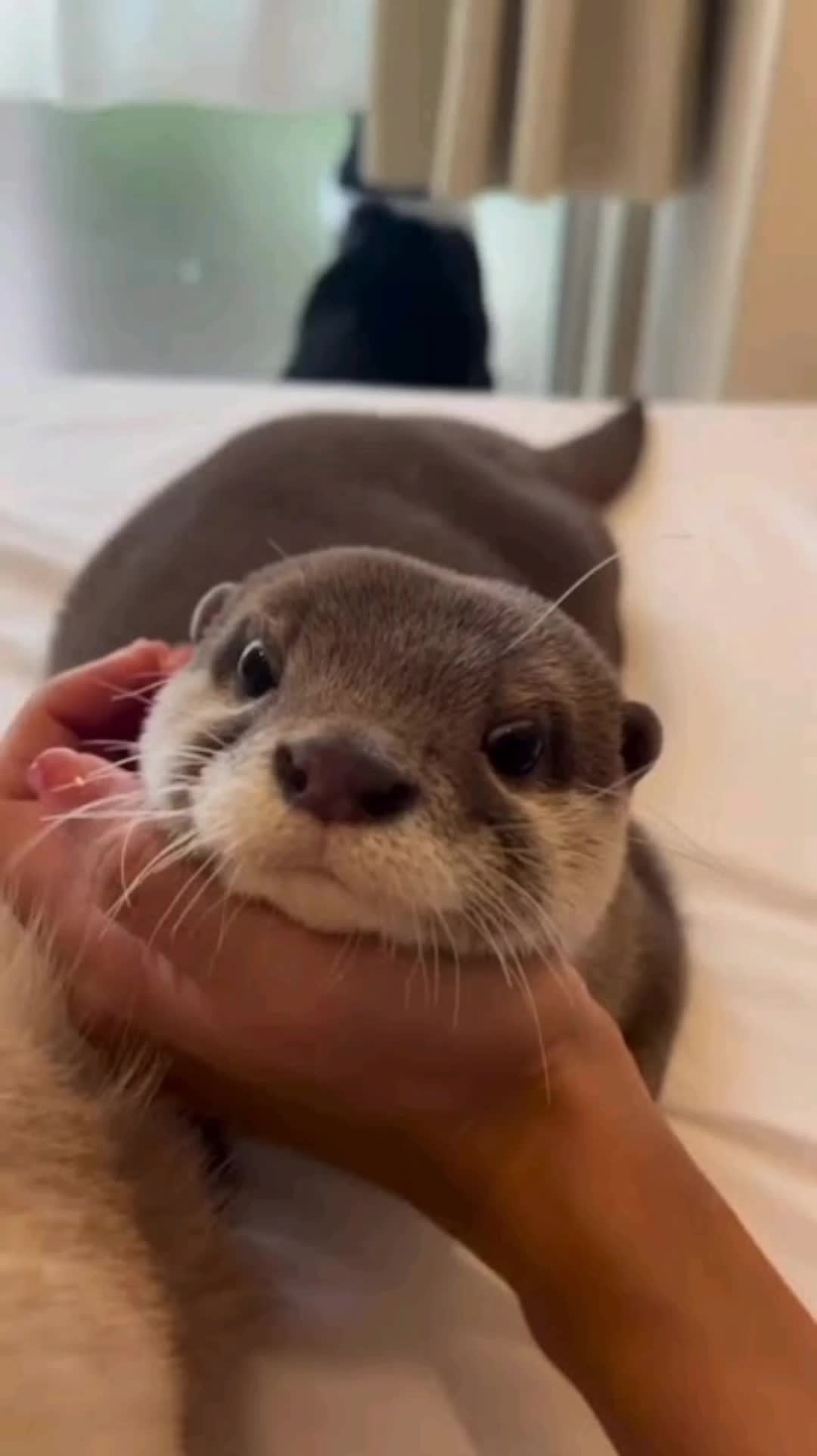 @man.of.squeal