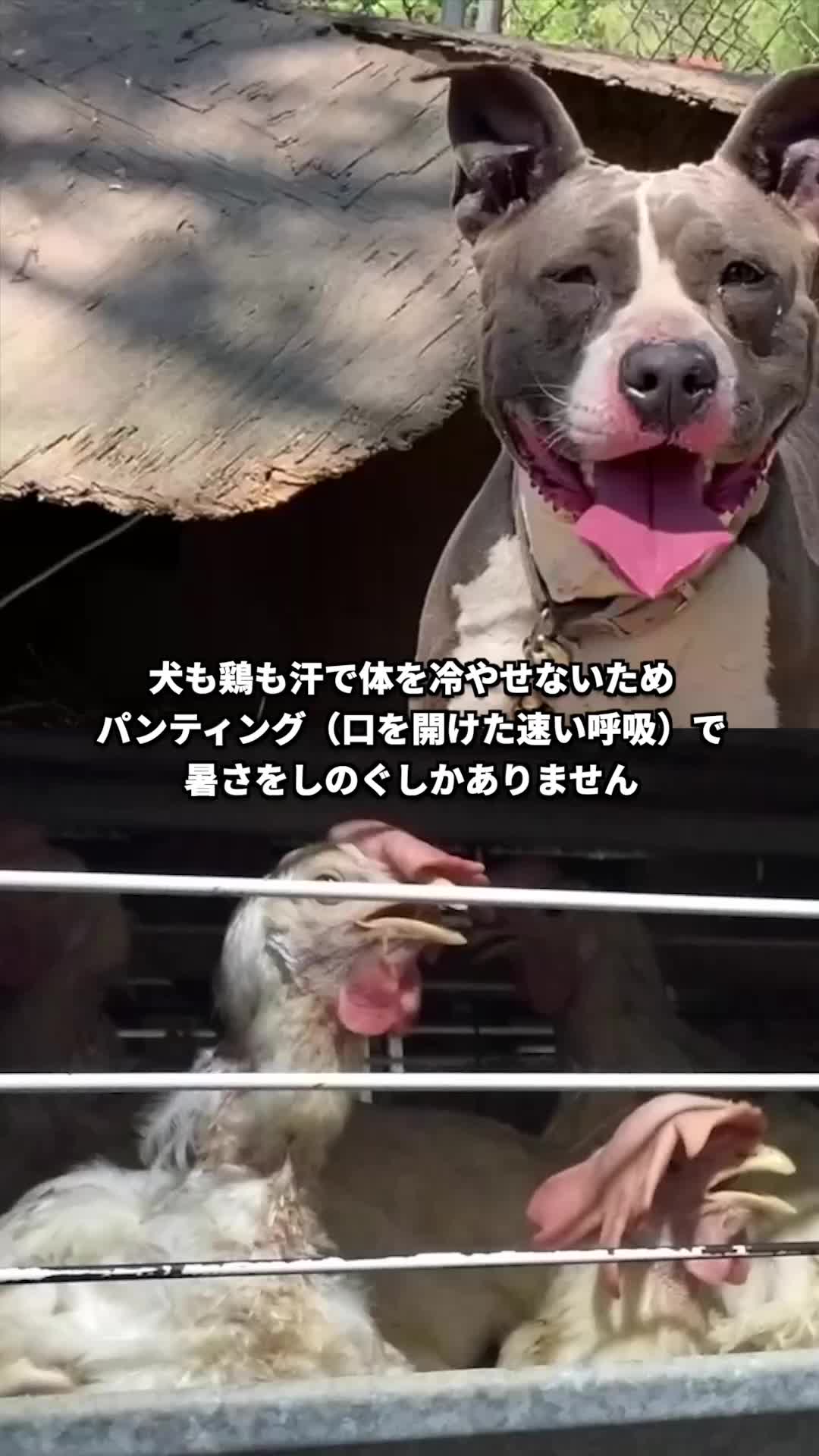 @PETAアジア 動物の倫理的扱いを求める人々の会 JAPAN