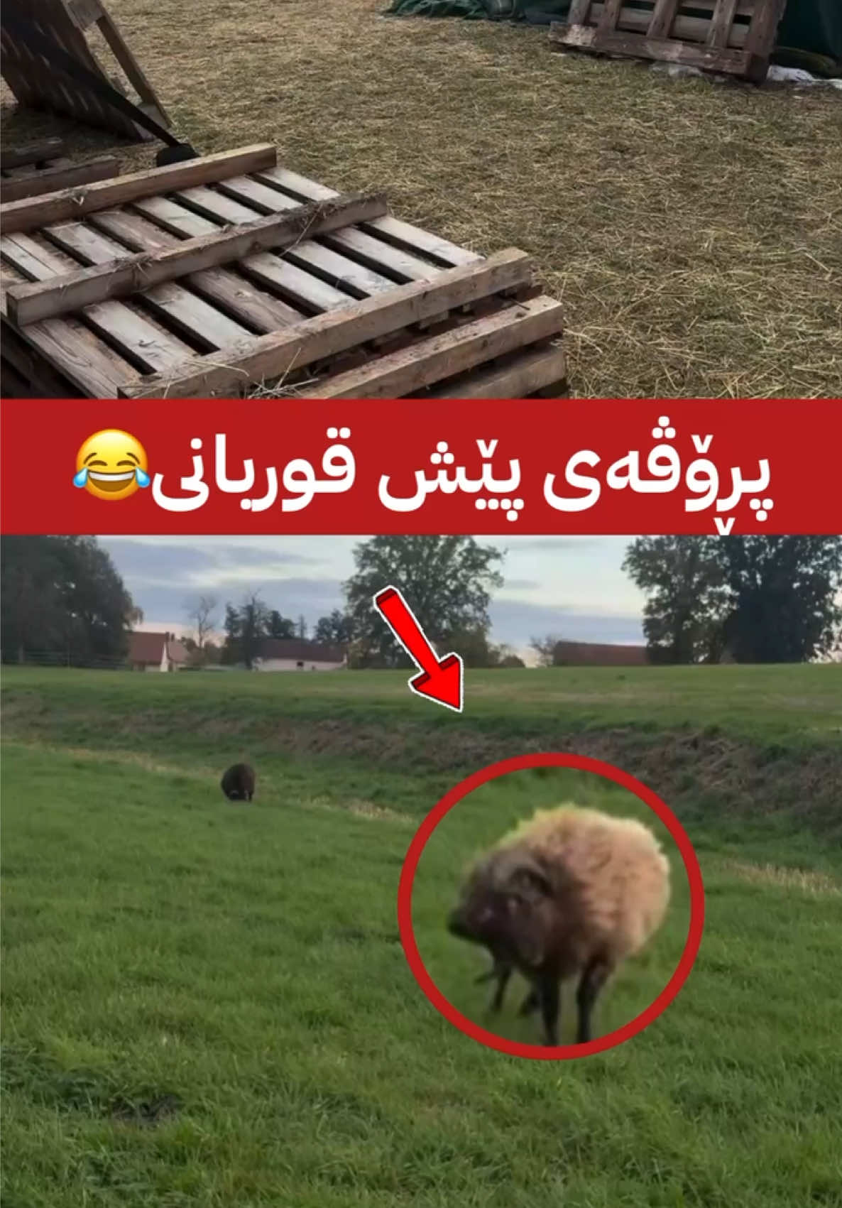 @جیگر هەركی🎤📺🦅