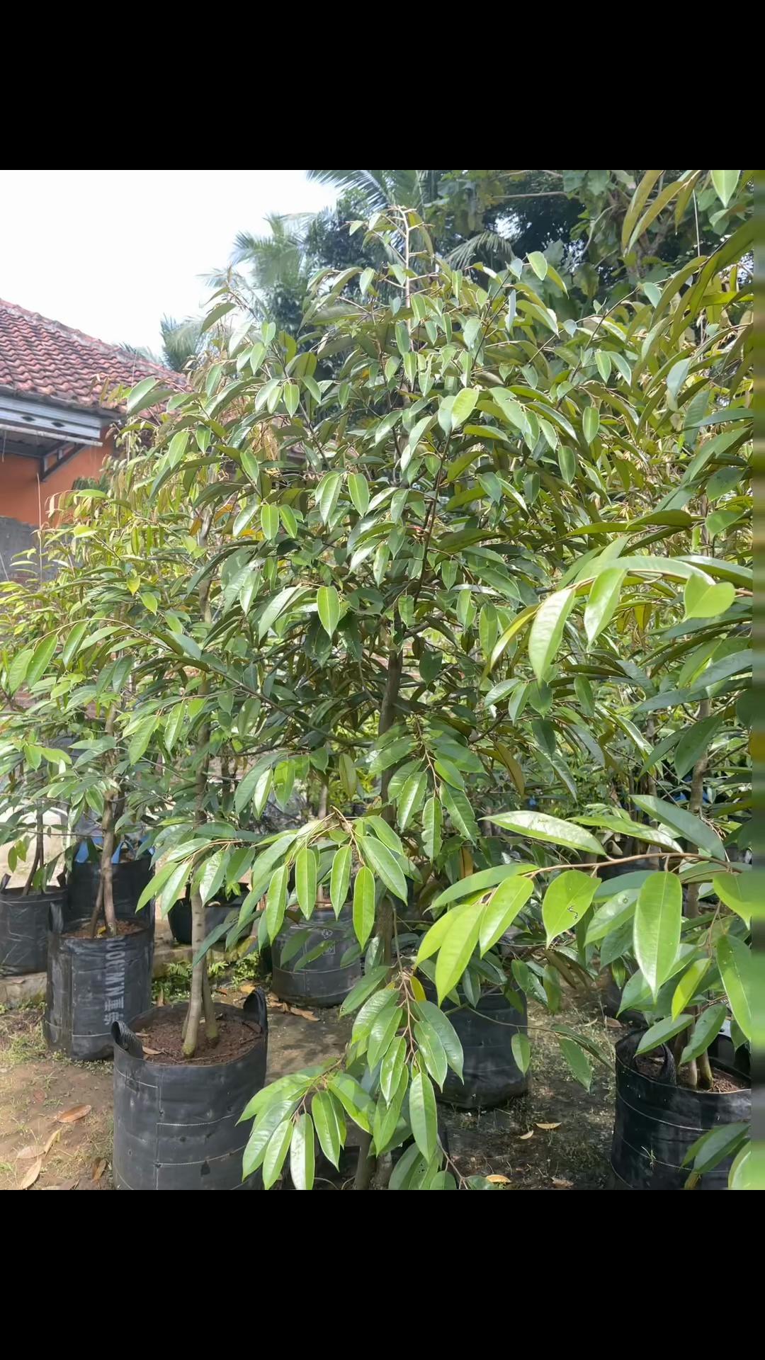 @RATU BIBIT