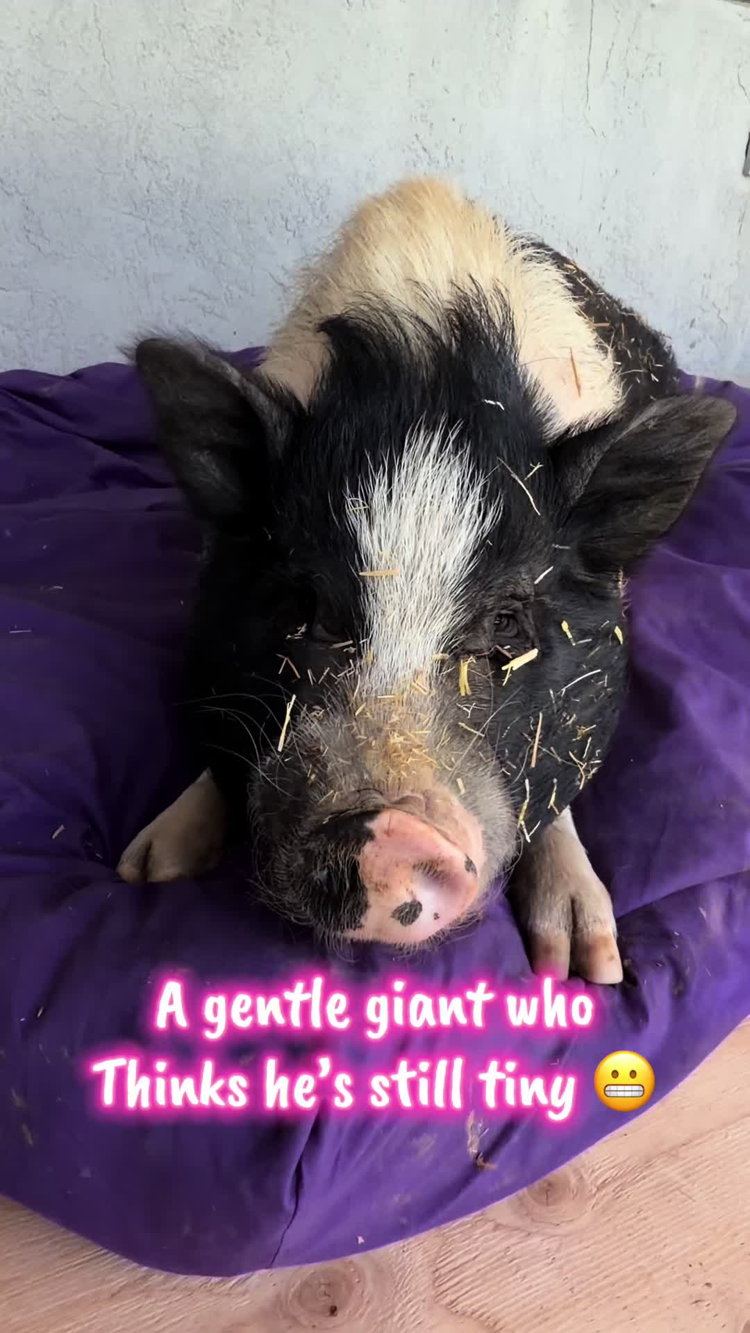 @Pig Luv Co