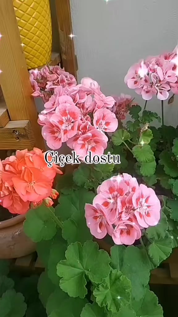 @💧&Ccedil;i&ccedil;ek dostu 🇹🇷💧