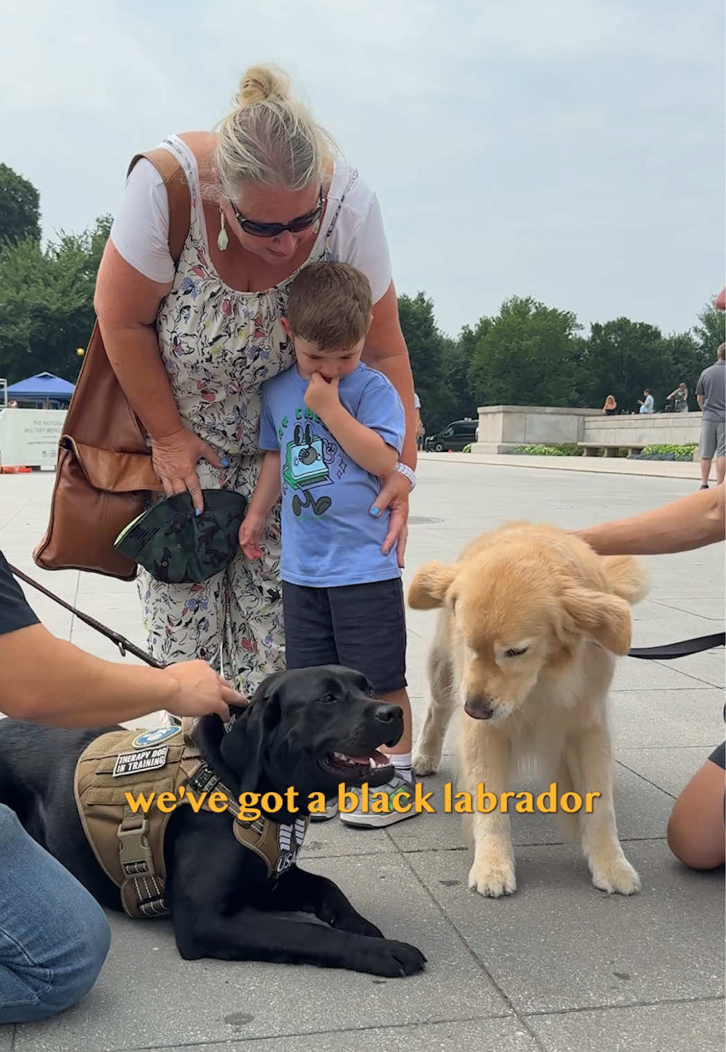 @Golden Retriever Life