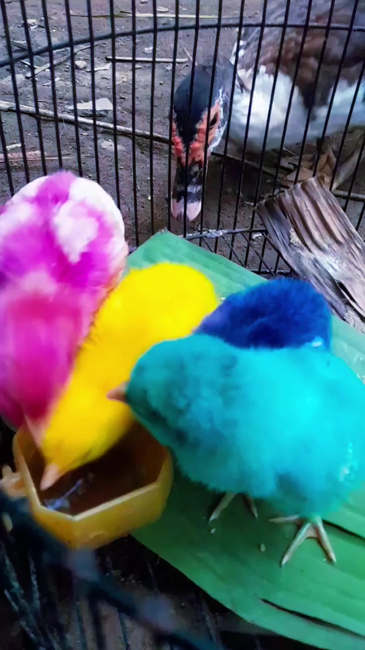 @Ayam Cicit Cuit