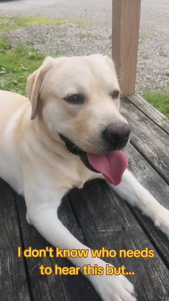 @Service Pup Milo