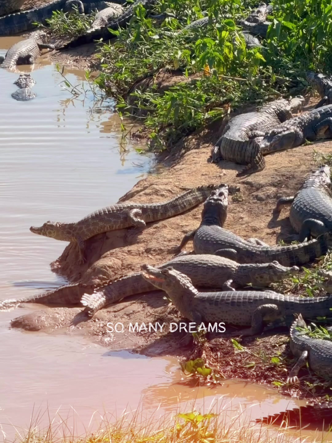 @Pantanal Brazil Safaris
