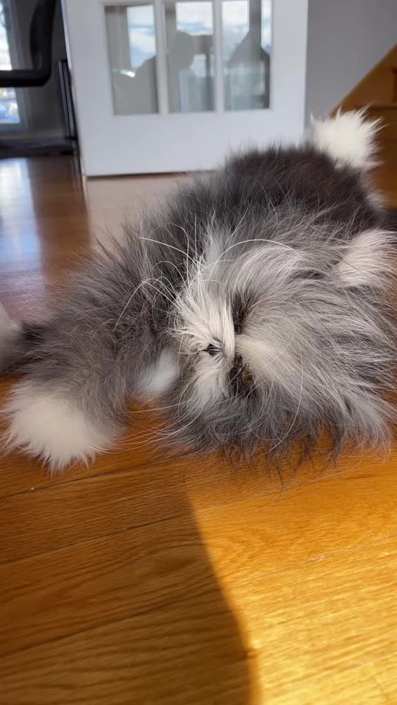 @atchoumthecat