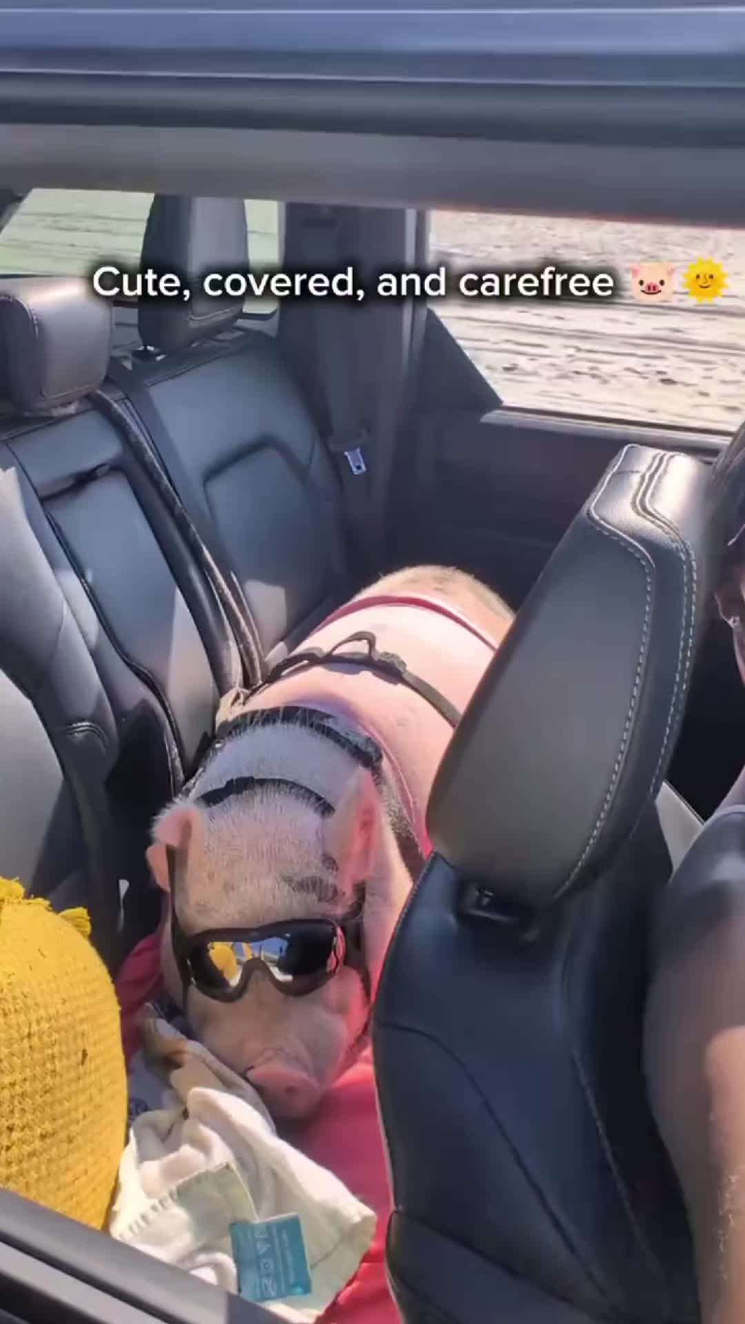 @OnePigHappyFamily