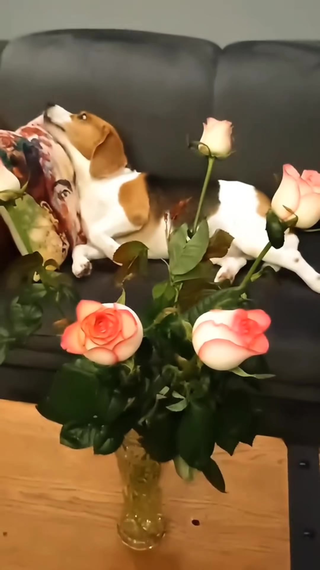 @Бигль Сэм и его семья.