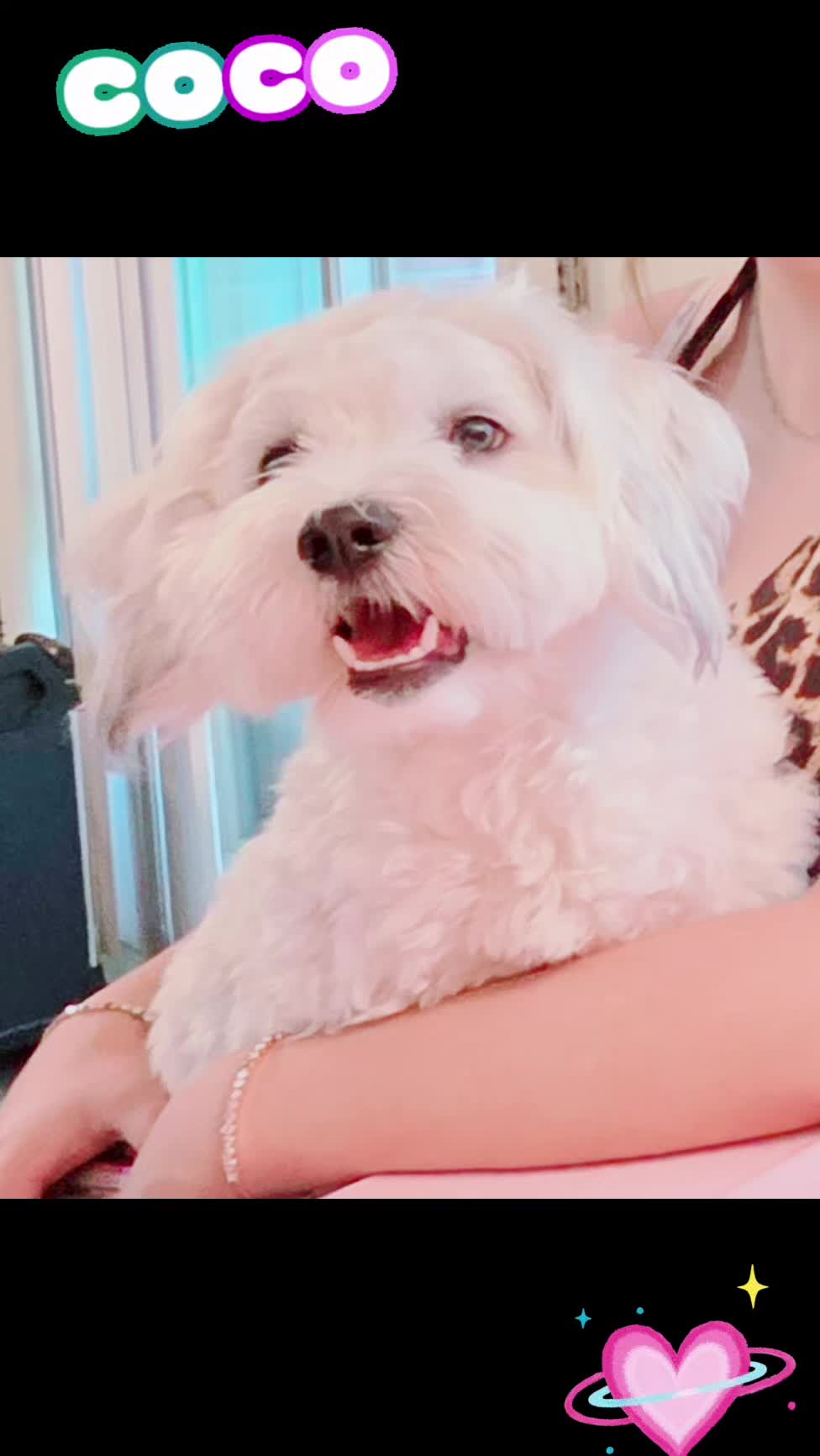 @Coco 💙🐶🐾