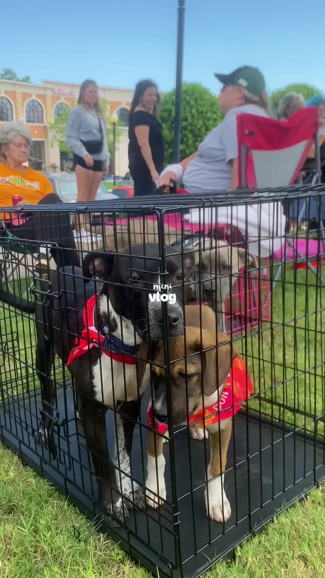 @405&ensp;Animal&ensp;Rescue
