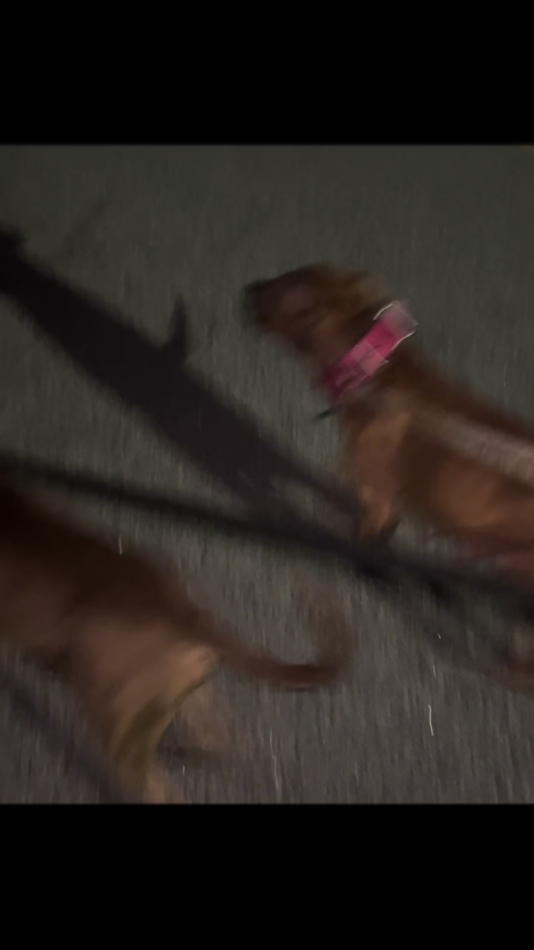 @Real Country Kennels