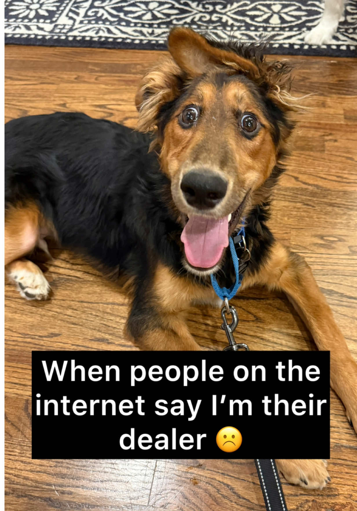 @whitneysdogs