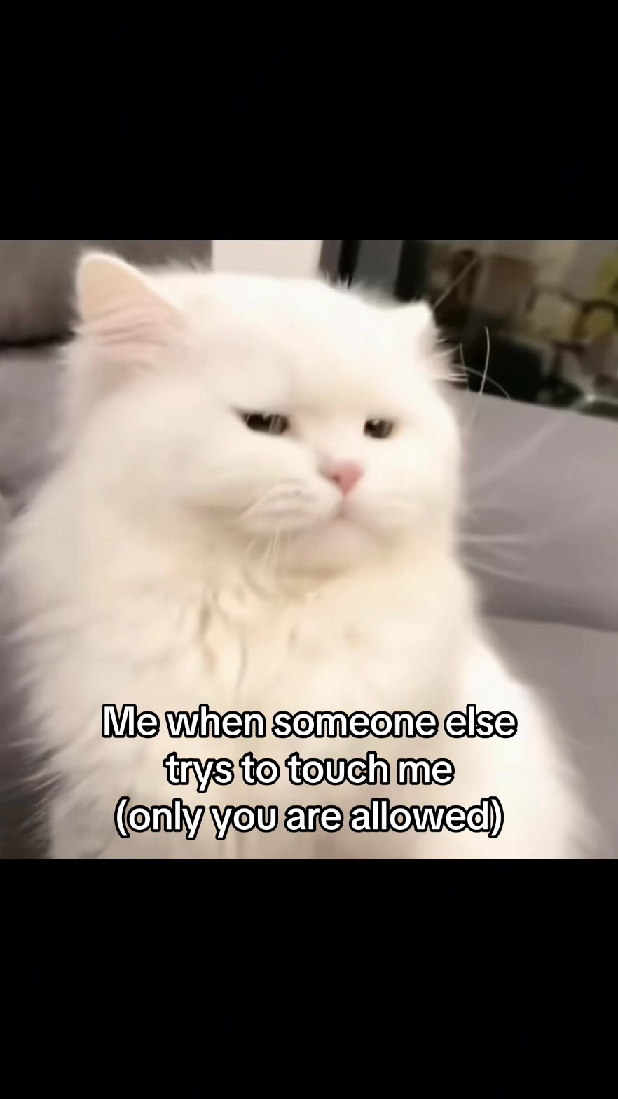 @LavanderCat