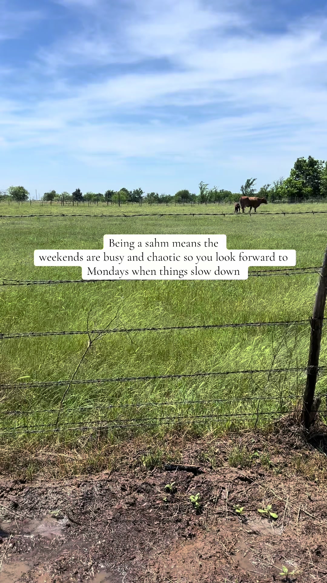 @Christina | Home & Herd 🏡🌵🐮
