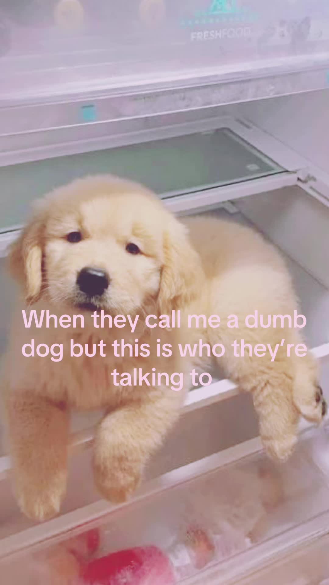 @mimi🐾