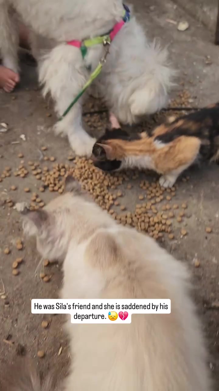 @Gaza Animal Rescue