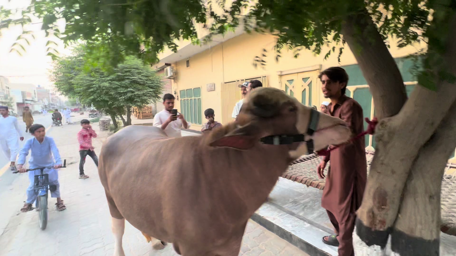 @Ghouri Cattle Farm 👉🏻