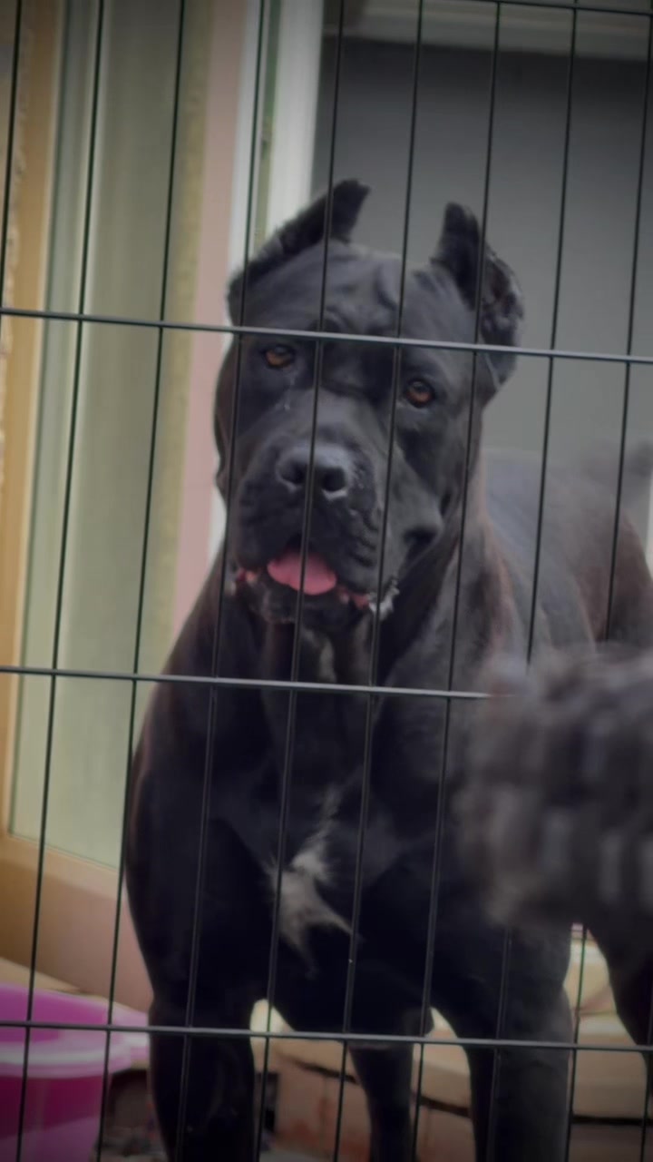 @Cane Corso PatoSquad