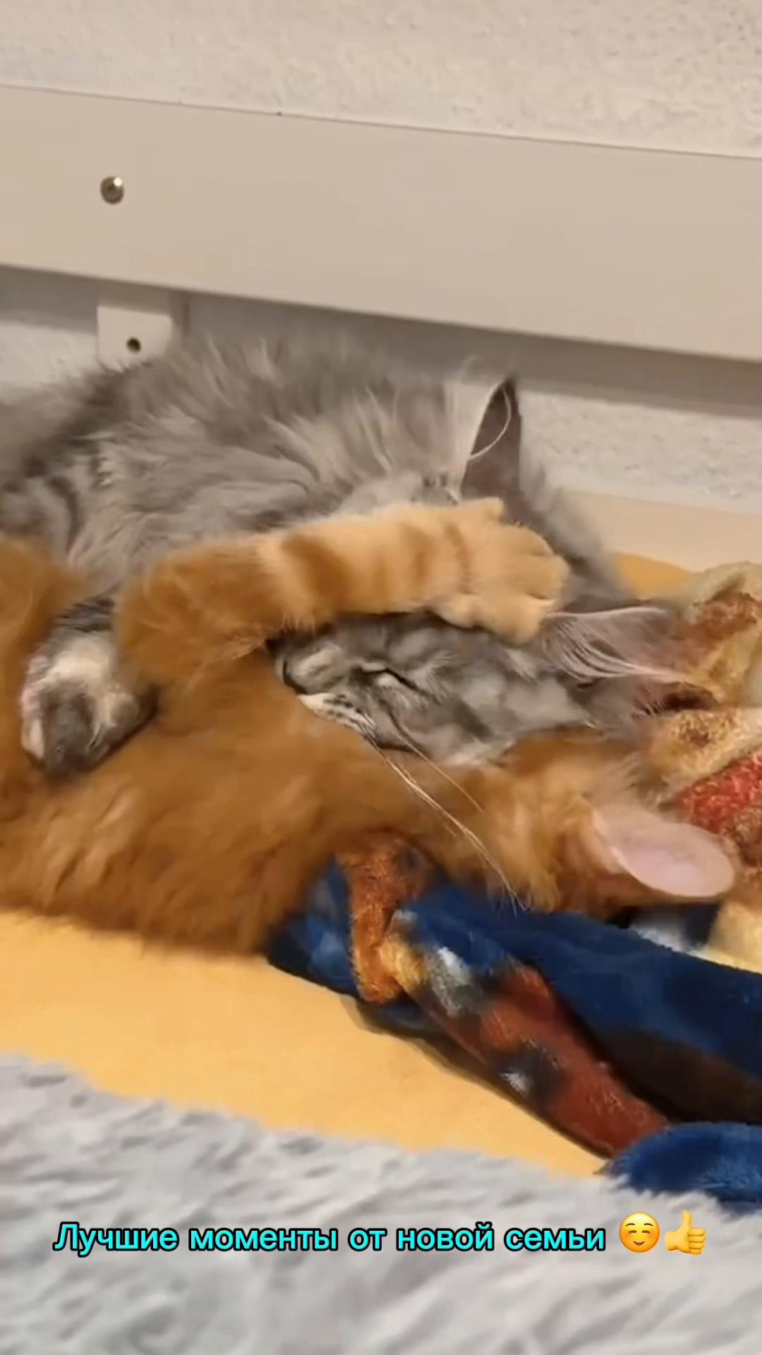 @Golden Maine Coon