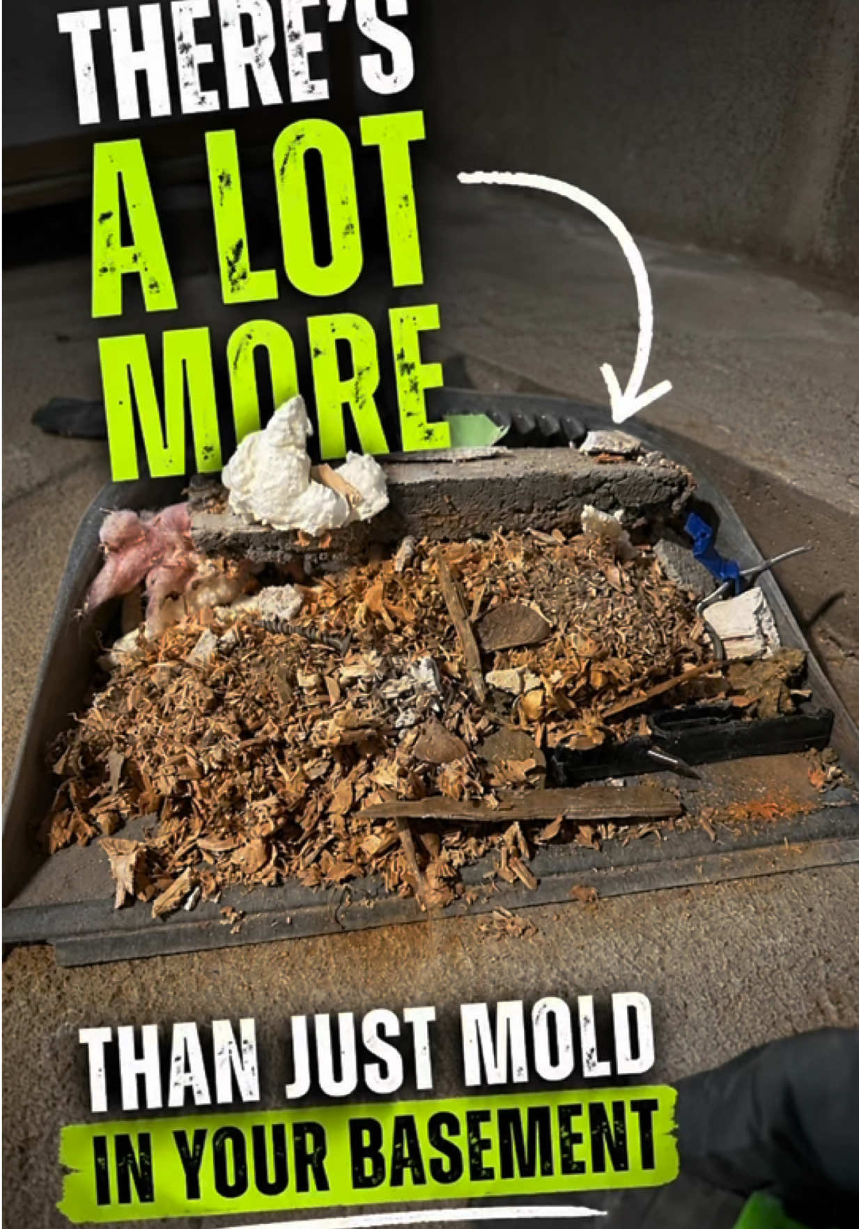 @Long Island Mold Guy