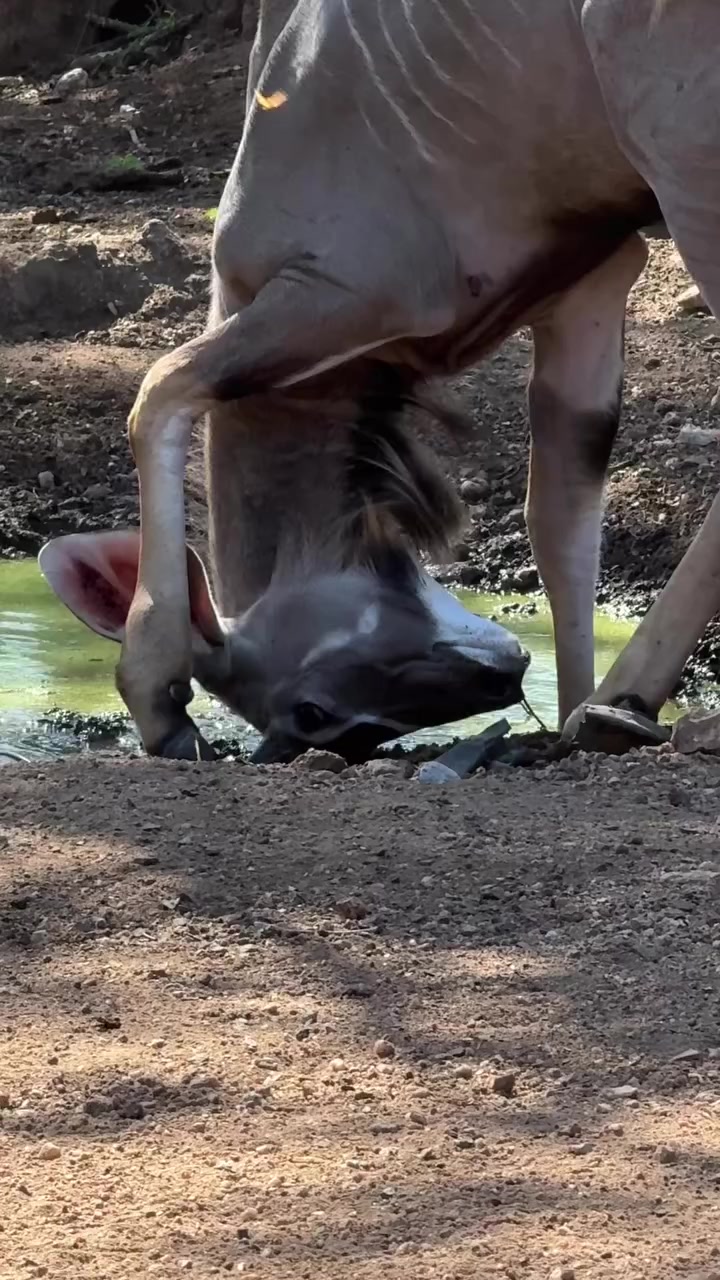 @Animals