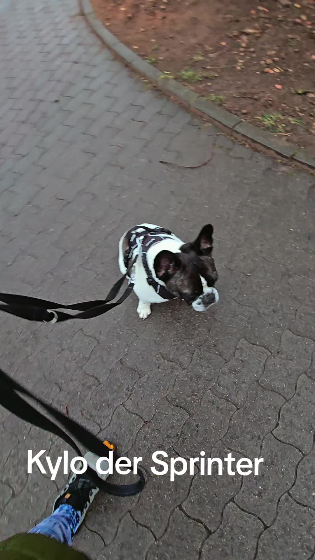 @Kylo und Samy 💙💙🐶🐕🍀🍀