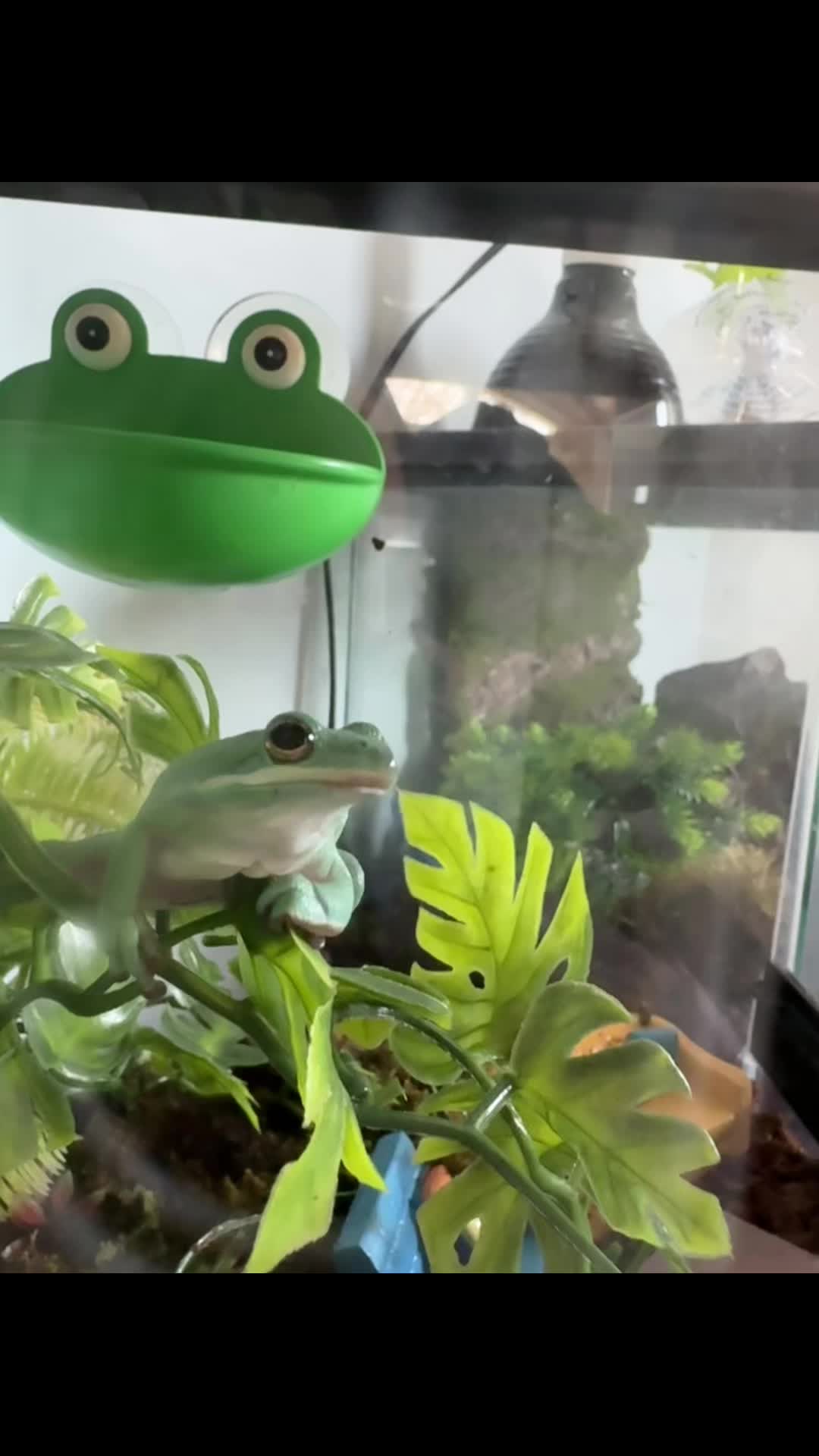 @daily FROG posts 🐸