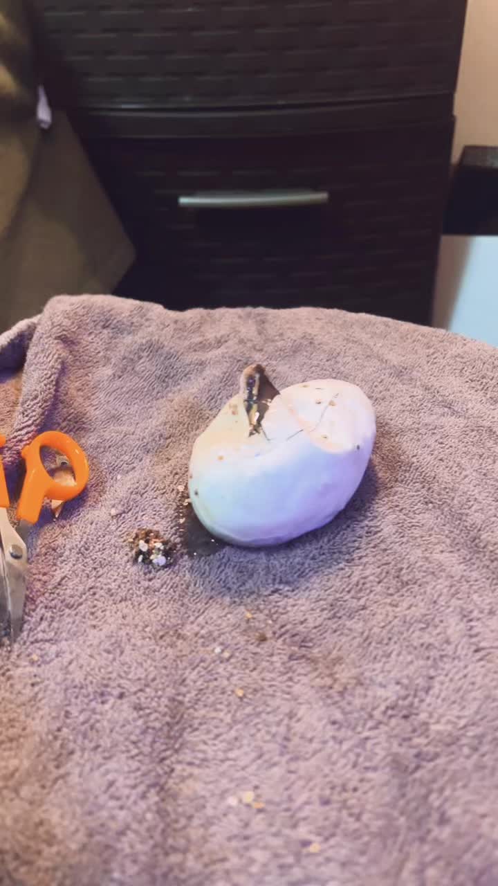 @Mystic.Morphs